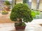 Bonsai tree - Chinese juniper.