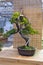 Bonsai tree - Chinese juniper.