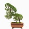 Bonsai tree of chinese juniper