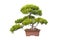 Bonsai tree of chinese juniper