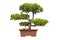 Bonsai tree of chinese juniper