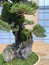 Bonsai tree composition on stone.