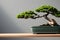 Bonsai Tree Display with Soft Background and Dramatic Silhouette