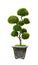 Bonsai tree, Dwarf tree isolated on white background