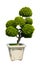 Bonsai tree, Dwarf tree isolated on white background