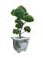 Bonsai tree, Dwarf tree isolated on white background