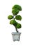 Bonsai tree, Dwarf tree isolated on white background