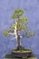 Bonsai tree European spruce (Picea abies)