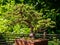 Bonsai tree in front of fence in the greenery on a sunny day in Denver Botanic Gardens, Colorado, USA.