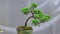 Bonsai tree grow in container