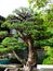 Bonsai Tree Growing