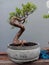 bonsai tree that has been in the form