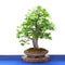 Bonsai tree hornbeam Carpinus betulus