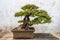 Bonsai tree in the Humble Administrator\'s Garden in Suzhou