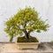 Bonsai tree in the Humble Administrator\'s Garden in Suzhou