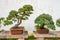 Bonsai tree in the Humble Administrator\'s Garden in Suzhou