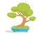 Bonsai tree. Illustration on white background.