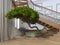 Bonsai tree in the interior of a private house with decorative s