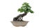 Bonsai tree isolated on white background. Its shrub is grown in