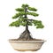 Bonsai tree isolated on white background. Its shrub is grown in a pot or ornamental tree in the garden