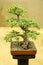 Bonsai tree, Jade, Portulacaria Afra, Bonsai tree exhibition at Pune