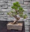 Bonsai Tree and Japanese Backyard. Tokyo, Japan