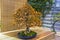 Bonsai tree - Japanese beech