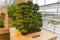 Bonsai tree - Japanese cypress
