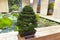 Bonsai tree - Japanese cypress