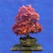 Bonsai tree Japanese maple