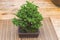 Bonsai tree - Japanese sugi pine