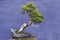 Bonsai tree Juniper China (Juniperus chinensis)
