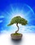 Bonsai Tree Knowledge Sky