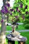 Bonsai tree - lilac