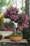 Bonsai tree with lilac chrysanthemum