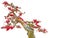 Bonsai tree loropetalum chinense or chinese fringe flower