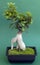 Bonsai tree with moss