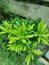 Bonsai tree with the new growth leaf