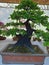 Bonsai tree, nice tree