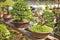 Bonsai tree nursery