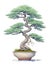 Bonsai tree photorealistic watercolor,generative ai