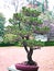 The bonsai tree in pink flowerpot standing in the botanical garden, feeling freshness in the morning. Autumn and winter season.