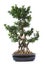 Bonsai tree plant