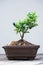 Bonsai tree pot plant for gardening decoration