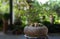 Bonsai tree pot plant with green backyard garden background
