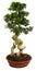 Bonsai tree potted plants