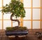 Bonsai tree and pruning shears
