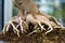 Bonsai tree root, exposed surface roots and the underground root structure