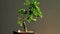 Bonsai tree with small white blossoms