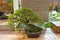 Bonsai tree - southern Japanese hemlock.